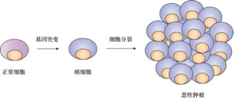 癌症基因疗法和细胞免疫疗法,分子靶向药物作用机理