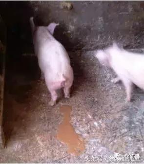 猪场林可霉素的作用与功效,林可霉素在猪场中的十大妙用