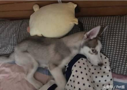 狗狗吃了袜子怎样才能排出来,狗狗把袜子吃到肚子里能消化吗