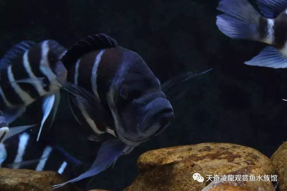 三湖慈鲷鱼缸造景石头摆法,三湖慈鲷鱼喜欢底砂和岩石