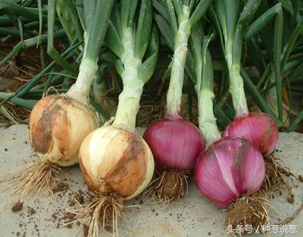 洋葱种植区域分布 (水培洋葱种植方法)