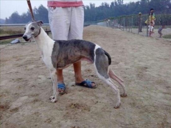 国外赛道犬正确喂养方法,赛道训犬