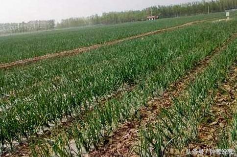 洋葱种植区域分布 (水培洋葱种植方法)