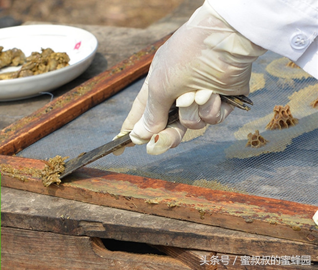 蜂农采集的蜂胶能直接食用吗,蜂胶是蜜蜂怎么采集的