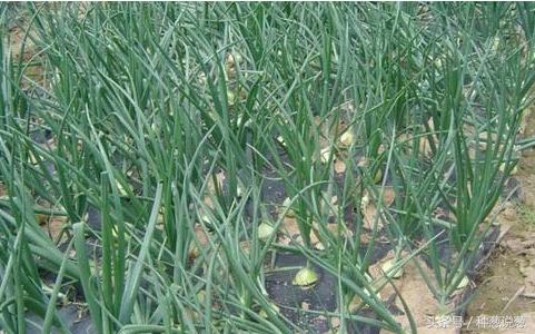 洋葱种植区域分布 (水培洋葱种植方法)