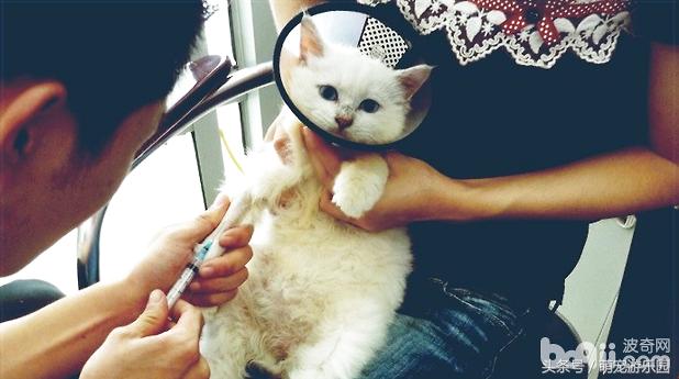 猫病毒性肠胃炎吃什么药,猫病毒性肠炎严重吗