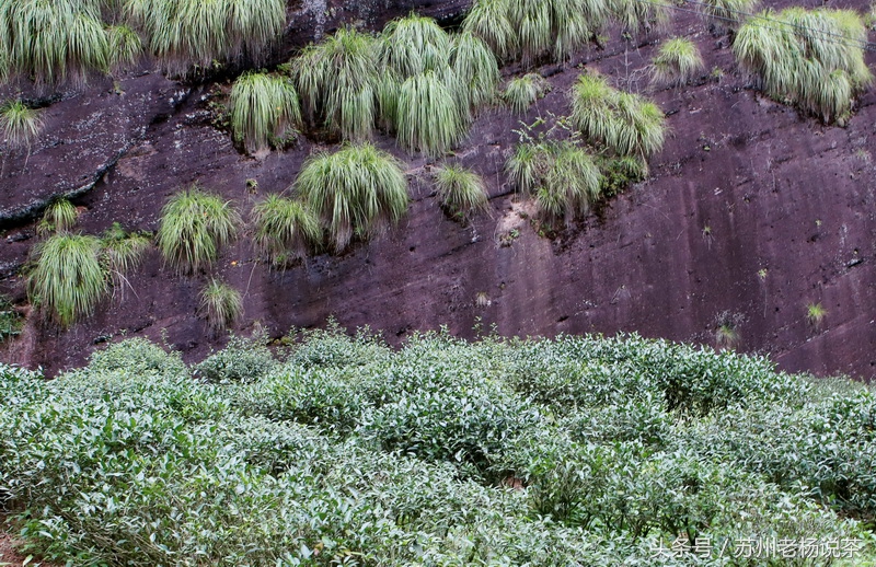 老杨说茶最新视频,老杨说茶岩茶
