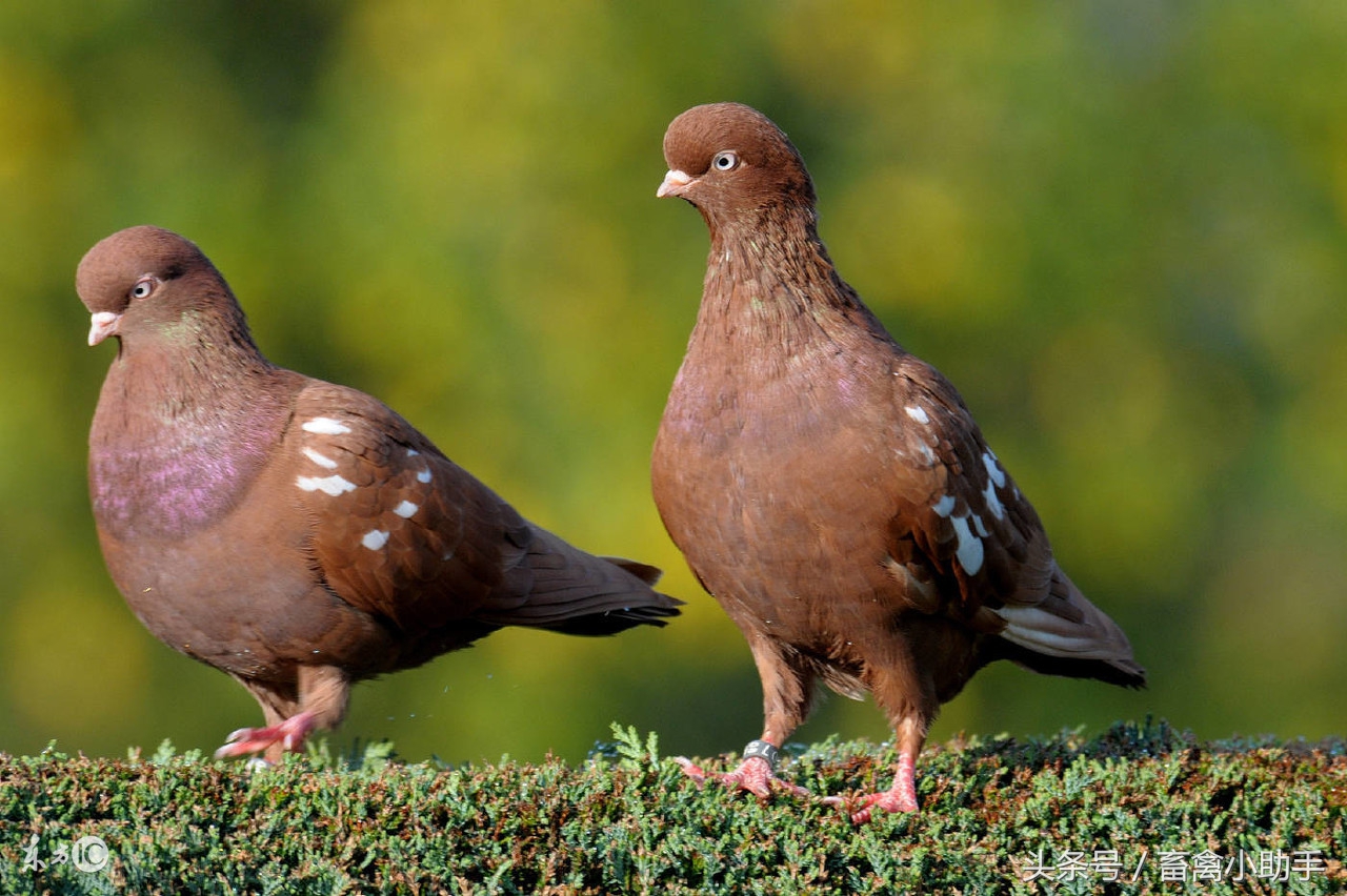 养好鸽子的前景如何,如何养好鸽子的正确方法