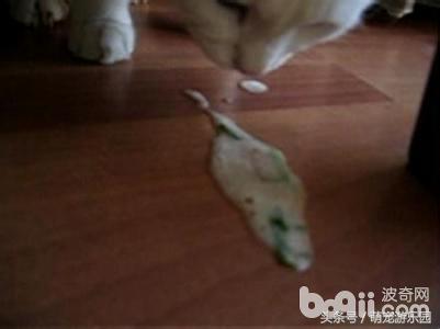 猫病毒性肠胃炎吃什么药,猫病毒性肠炎严重吗