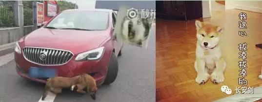 英国警察不再管偷窃等低级犯罪,法治三分钟知天下