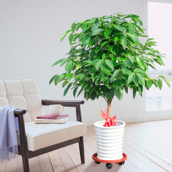 盆栽平安树黄叶怎么回事,平安树叶子下垂干枯掉落怎么办