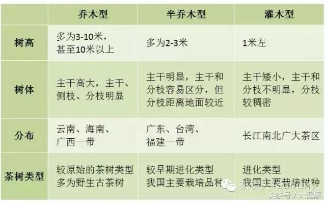 茶树与茶叶种类区别图解,茶树茶叶的基本知识