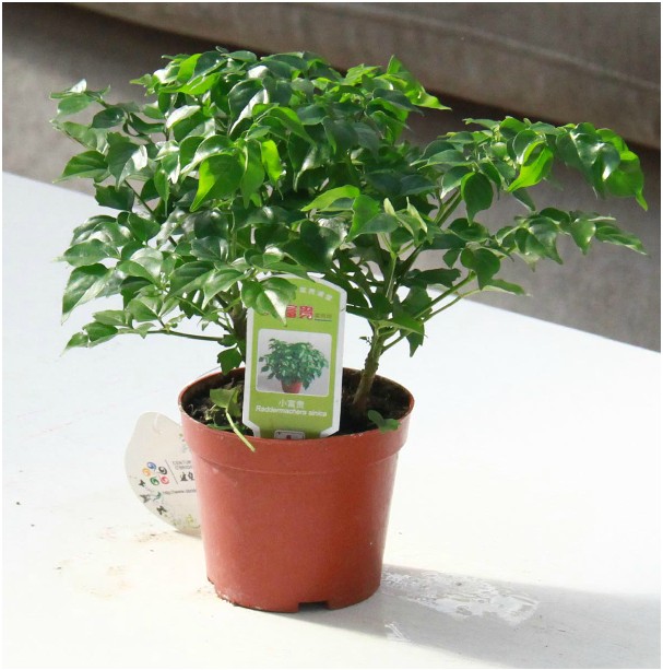 盆栽平安树黄叶怎么回事,平安树叶子下垂干枯掉落怎么办