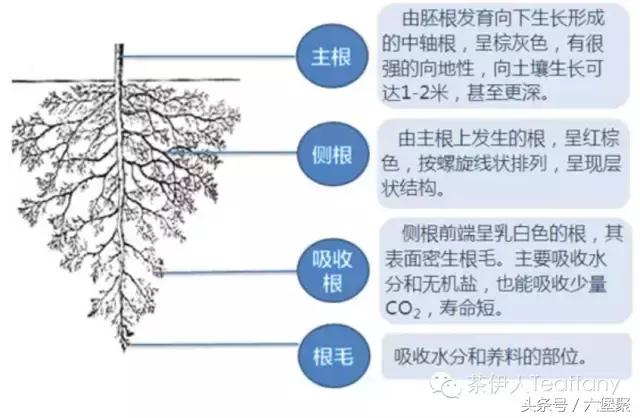 茶树与茶叶种类区别图解,茶树茶叶的基本知识