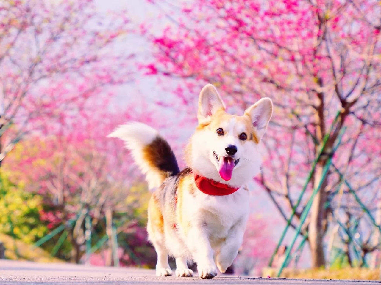 短腿美图,高清小短腿美图