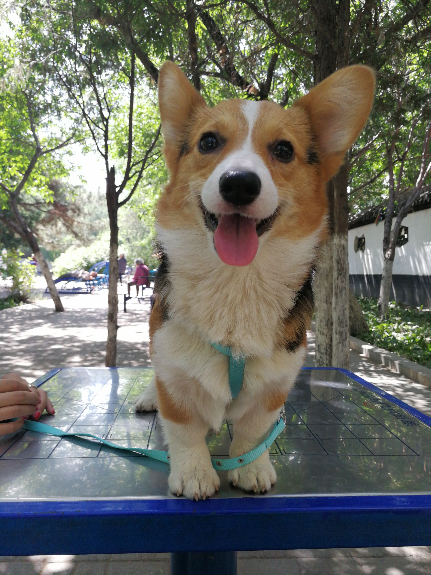 短腿美图,高清小短腿美图