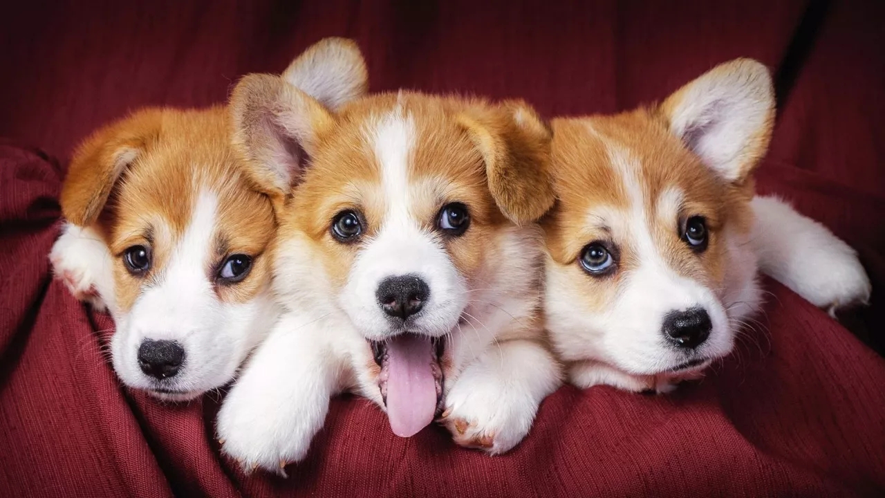 短腿美图,高清小短腿美图