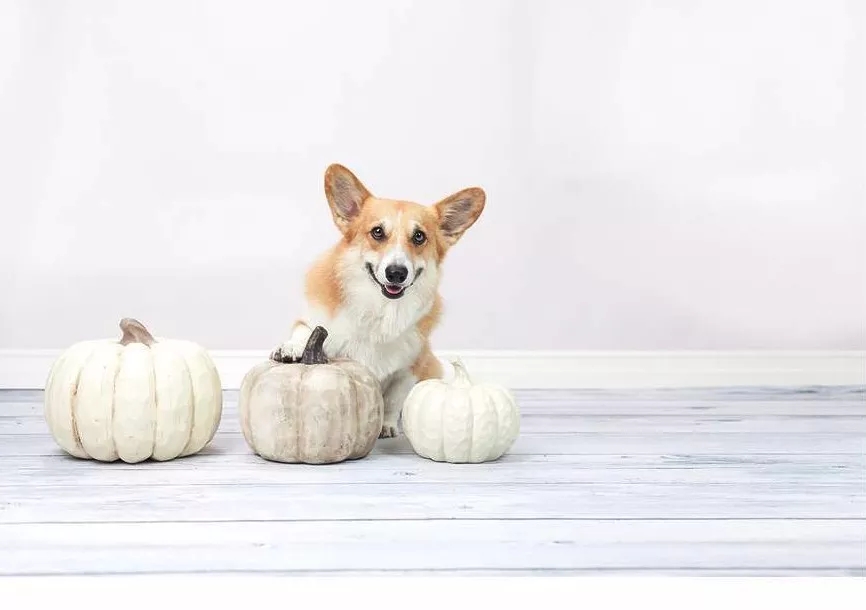 短腿美图,高清小短腿美图