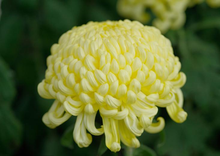 菊花唯美诗句图,关于菊花的诗句图片