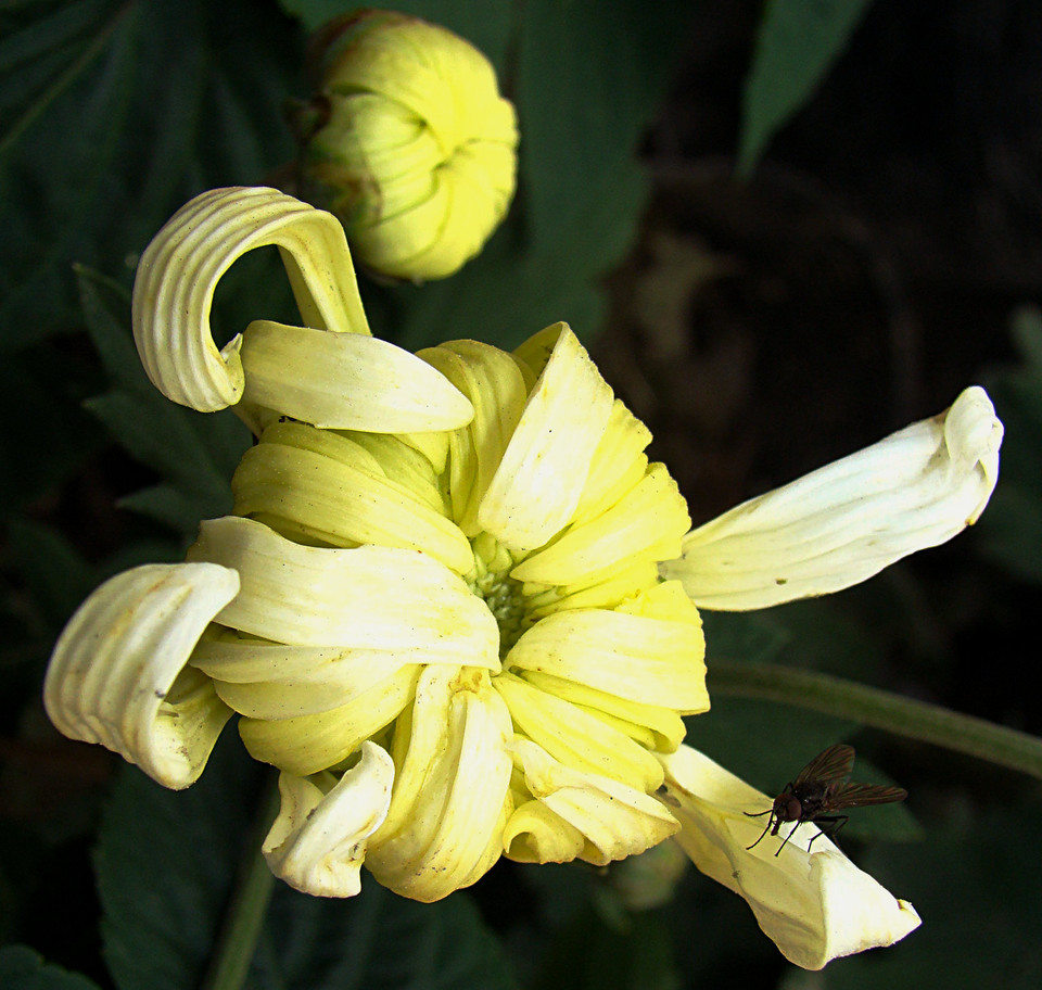 菊花唯美诗句图,关于菊花的诗句图片