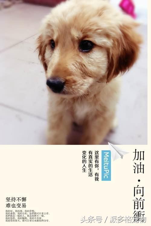 捡到一只小金毛,夫妻俩救助一只濒死的小金毛