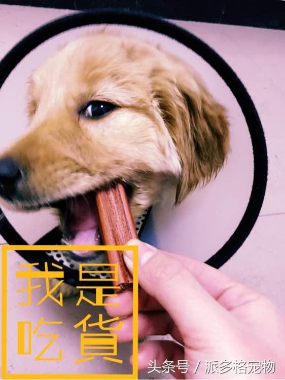 捡到一只小金毛,夫妻俩救助一只濒死的小金毛