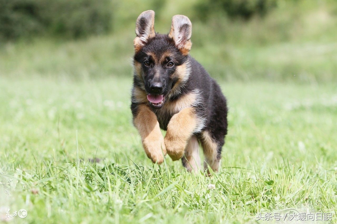 德国狗狂犬病,德国牧羊犬疾病