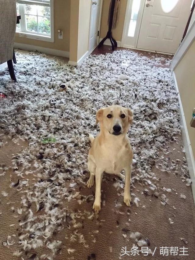 狗子撕家原因,狗子撕家里东西