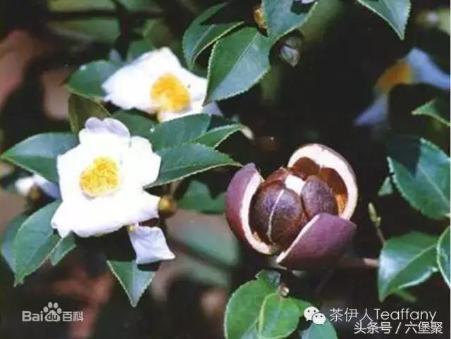 茶树与茶叶种类区别图解,茶树茶叶的基本知识