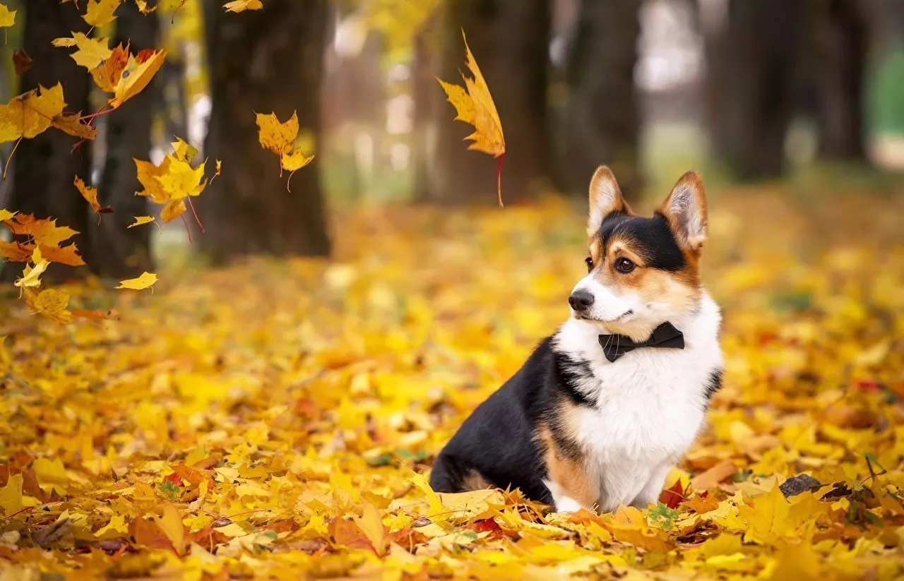 短腿美图,高清小短腿美图