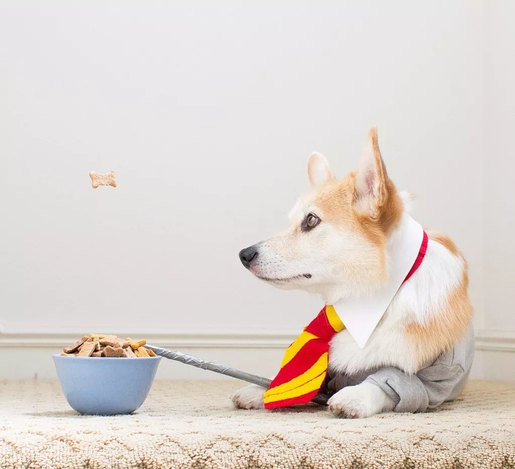 短腿美图,高清小短腿美图