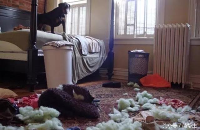 狗子撕家原因,狗子撕家里东西