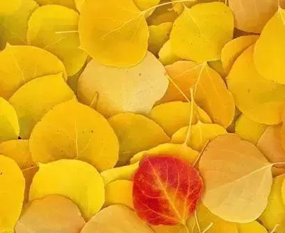 一号难求的名医专家,名医一号难求免费坐诊