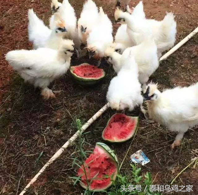 乌鸡的防病用药,乌鸡吃什么饲料