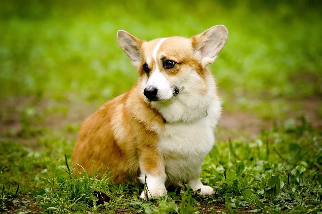 短腿美图,高清小短腿美图