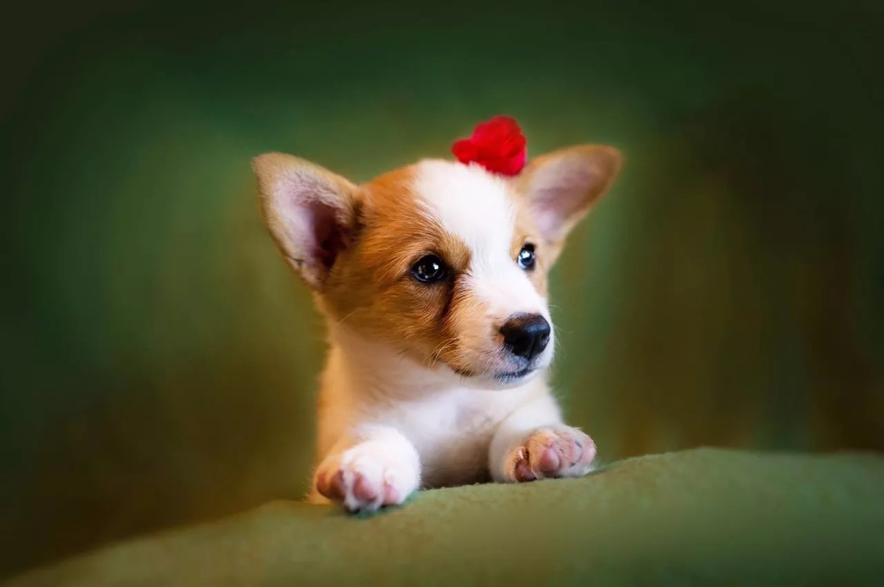 短腿美图,高清小短腿美图