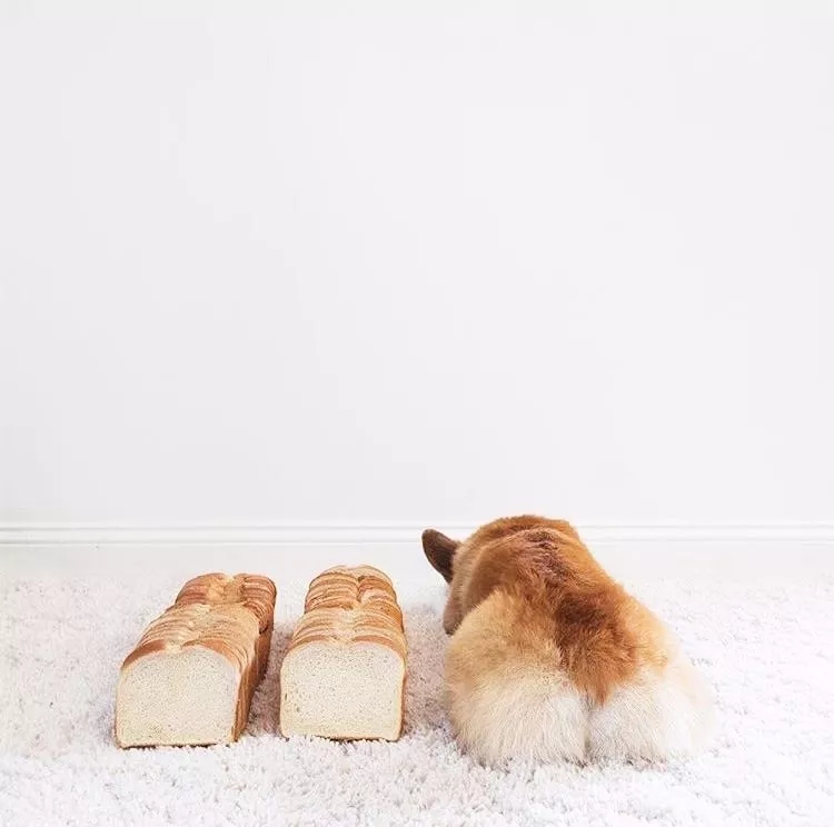 短腿美图,高清小短腿美图