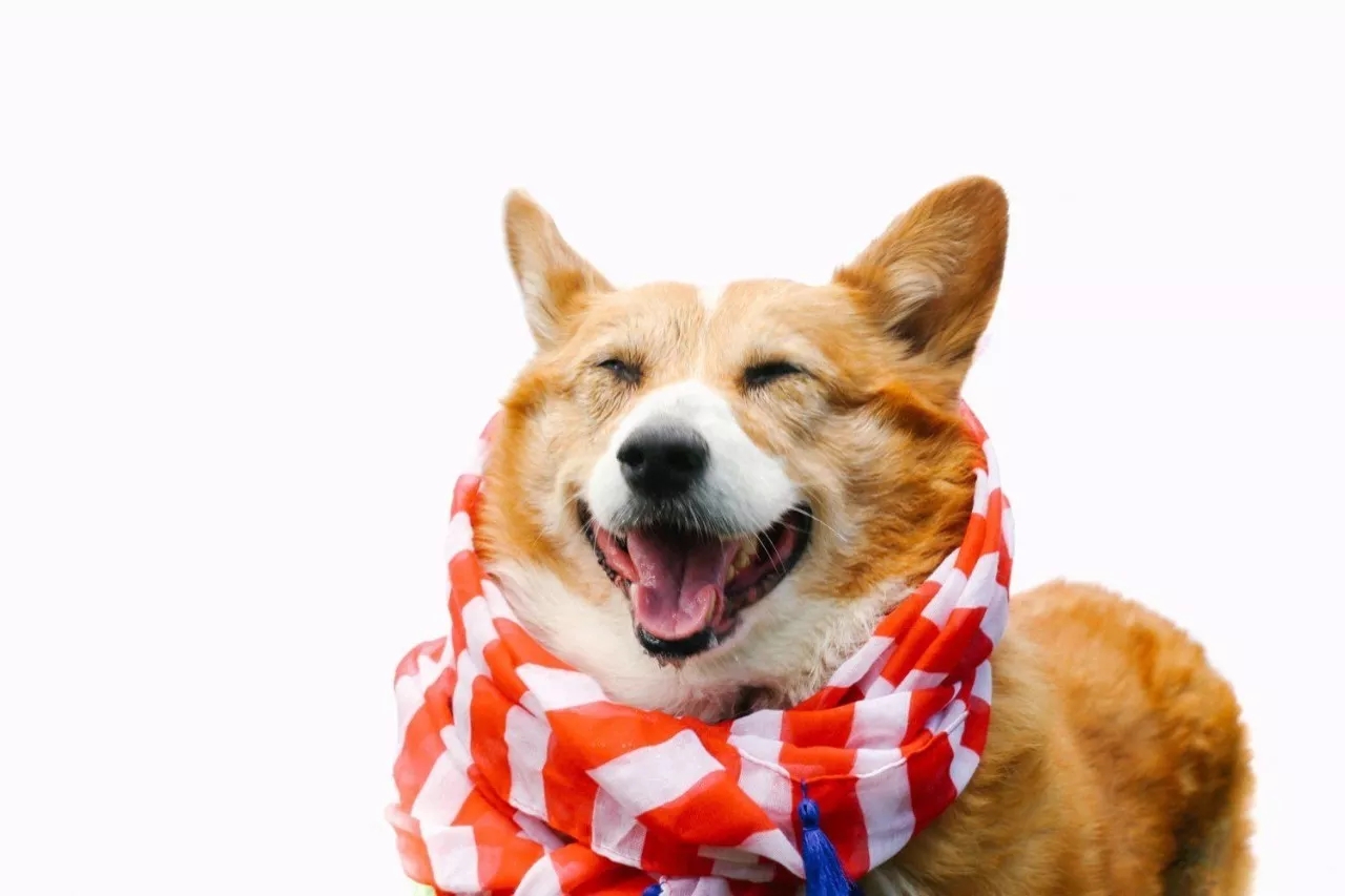 短腿美图,高清小短腿美图