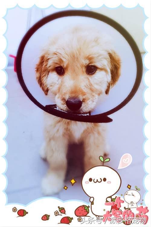 捡到一只小金毛,夫妻俩救助一只濒死的小金毛