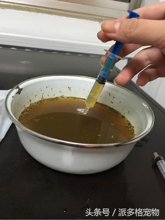 捡到一只小金毛,夫妻俩救助一只濒死的小金毛