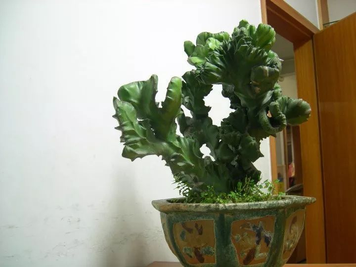 养了十几年的麒麟掌,家里为什么不能随便养麒麟掌