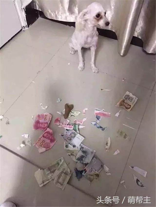 狗子撕家原因,狗子撕家里东西