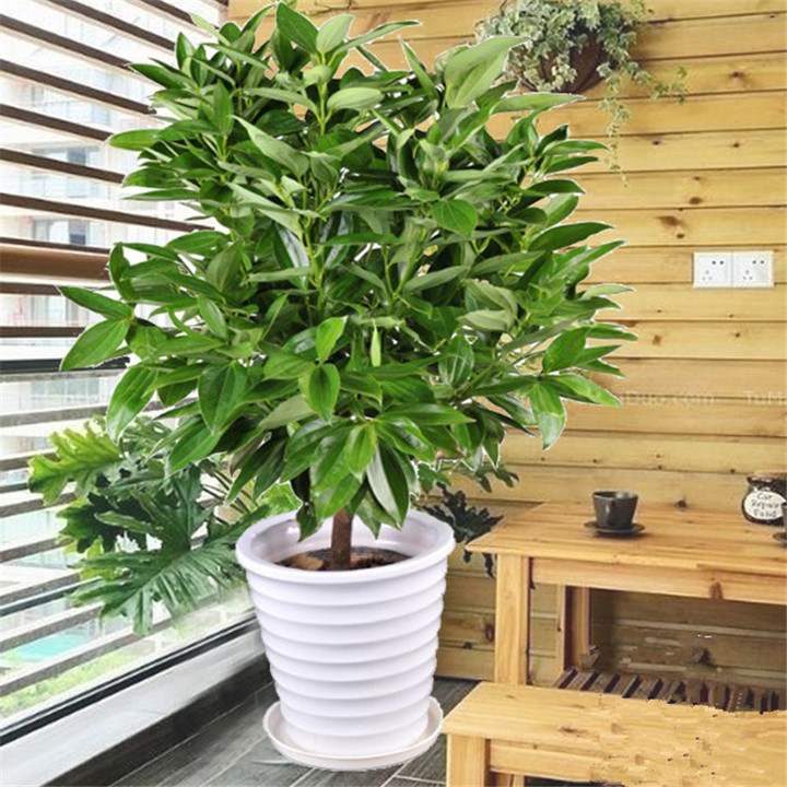 盆栽平安树黄叶怎么回事,平安树叶子下垂干枯掉落怎么办