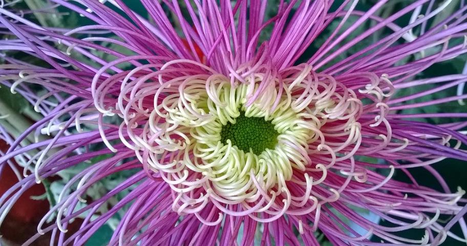 菊花唯美诗句图,关于菊花的诗句图片