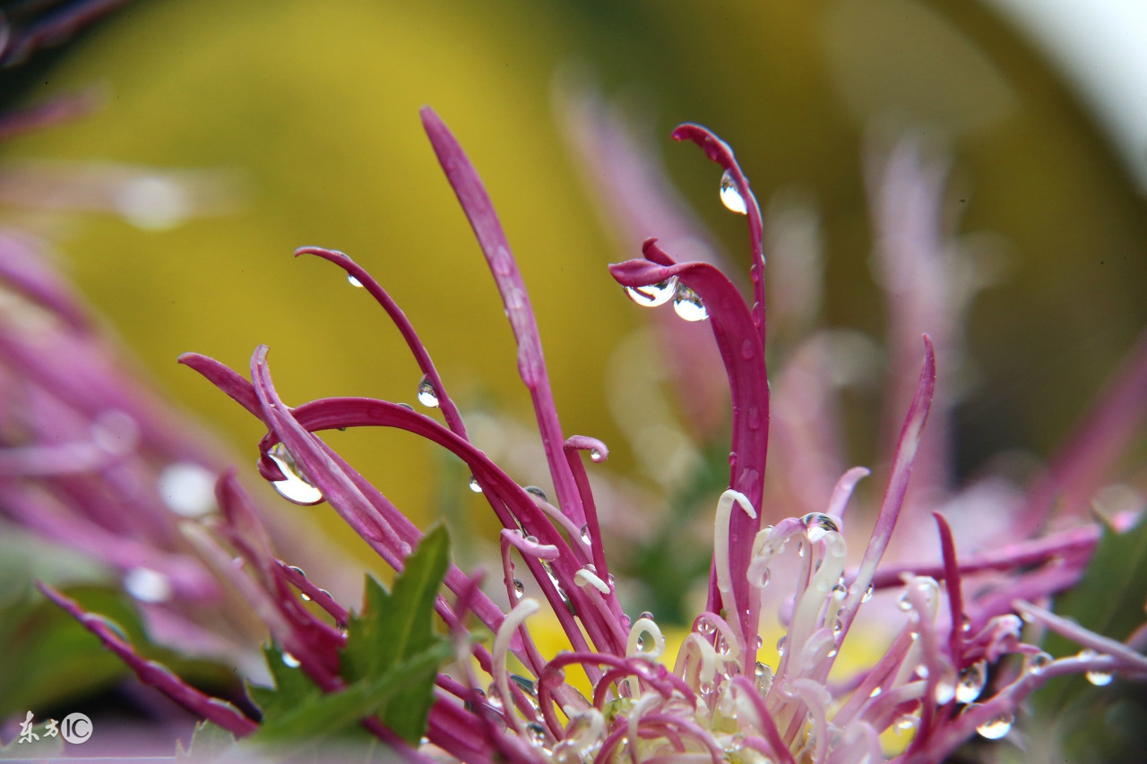 菊花唯美诗句图,关于菊花的诗句图片