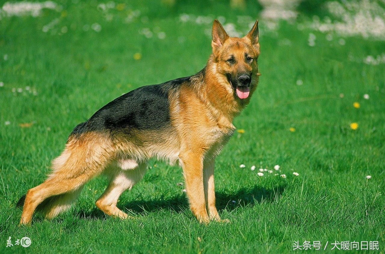 德国牧羊犬拉稀吃什么药,德国牧羊犬掉毛厉害解决方法