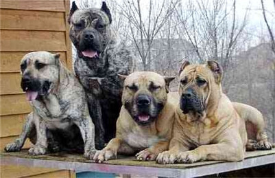 加纳利犬吃什么食物,加纳利吃什么食物最好