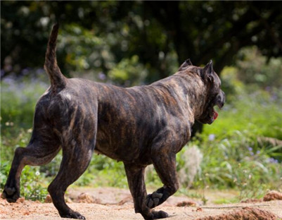 加纳利不看家是怎么回事,加纳利犬不裁耳能立起来吗