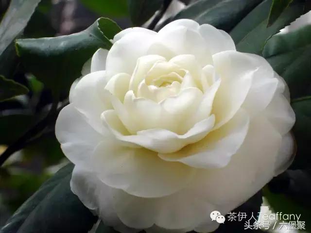 茶树与茶叶种类区别图解,茶树茶叶的基本知识