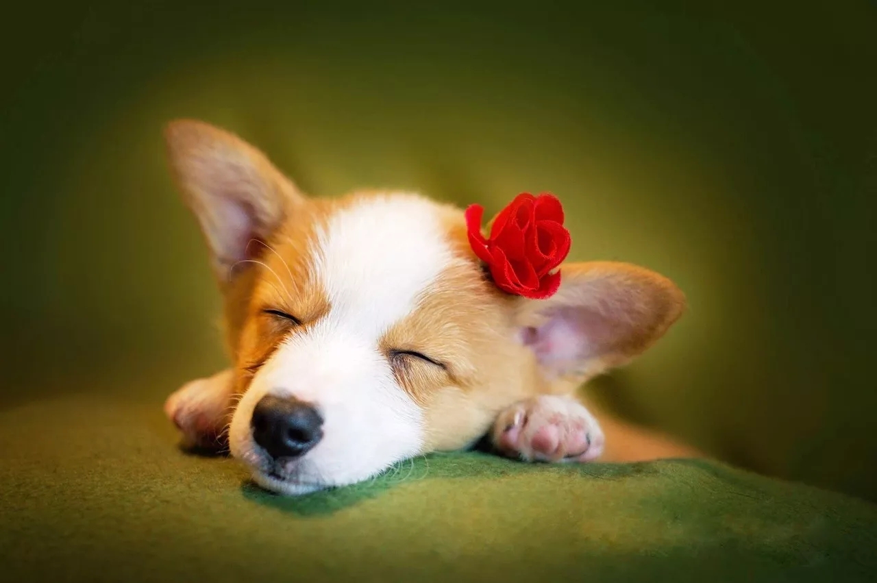 短腿美图,高清小短腿美图